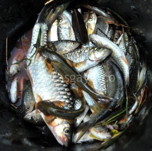 Ikan-ikan yang tertangkap, Lempawi, Gegaring, Ilie dan Lemeduk. (Kha A Zaghlul)
