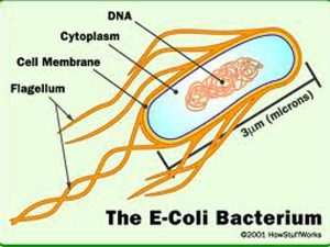 e-coli_02