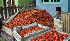 Ilustrasi tomat di kampung Kenawat Lut Takengon. (LGco-Kha A Zaghlul)