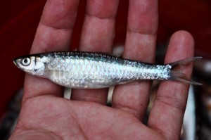 Ikan Depik (Rasbora tawarensis)