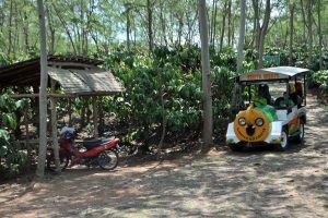 Kereta "taft badak" angkutan mengelilingi kebun kopi Banaran