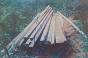 Kayu hutan di daerah Gayo Lues di jadikan bahan bangunan di panglong-panglong yang harganya sangat tinggi. (LGco : Anuar)