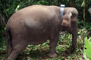 Foto :  WWF-Indonesia/Supriyanto