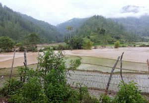 Sawah Tergenang Air di Isaq Kecamatan Linge Akibat Curah Hujan Tinggi. (Foto Kiriman Pembaca/Yuliya Syahruranti)