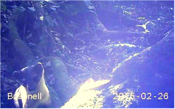 Spesies Satwa yang terekam kamera dan namanya belum di ketahui (foto: wwf)