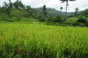 Hamparan Sawah Bumi Serempah Ketol Aceh Tengah