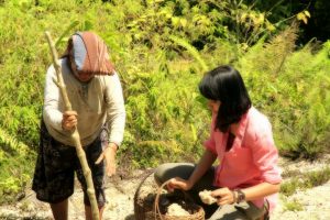 Foto: Stella bersama seorang warga Desa Rerebe, Tripe Jaya tengah mencari bahan untuk mengolah kapur secara tradisional (dok. Diansyah)