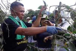 Abdurrahman Menunjukkan Cara Pemangkasan Kopi Kepada Petani di Kaki Gunung Sinabung. (Ist)
