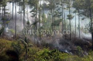Pembakaran hutan di Linge.(LGco-Munawardi)
