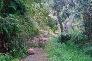 Jalan setapak menuju kebun Warga Desa Bies Pilar yang terkena longsor (LGco-Ria D)