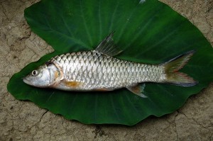 Ikan Pedih atau Gegaring yang tertangkap di Sungai Kala Ili Owaq Kec. linge