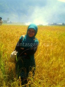 ana ibr_sawah