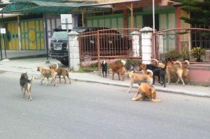 Serombongan anjing di Lentik Gele Gantung Kebayakan. (Ist)