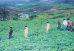 Ilustrasi ladang kentang