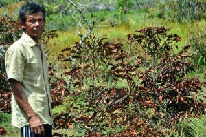 Mukhlis dengan pohon kopinya yang terserang embun salju. (LGco-Muna)