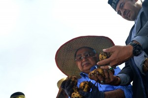 Doto Zaini ikut panen kentang di Linung Kecamatan Bandar Bener Meriah. (LGco-A.Razab)