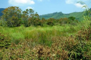 Salahsatu lahan yang tidak bisa dimanfaatkan untuk perkebunan dan pertanian. (ist)