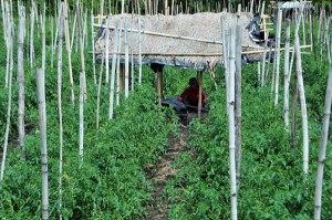 Kebun tomat di Redelong kabupaten Bener Meriah. (LGco-Khalis)