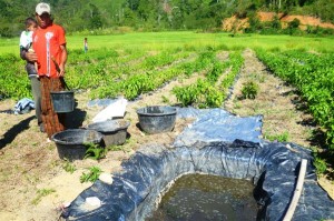 Pemupukan berbahan kotoran ternak. (LGco_Man)
