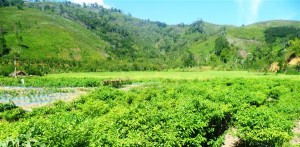 Areal sawah tadah hujan di Suka Damai Pegasing