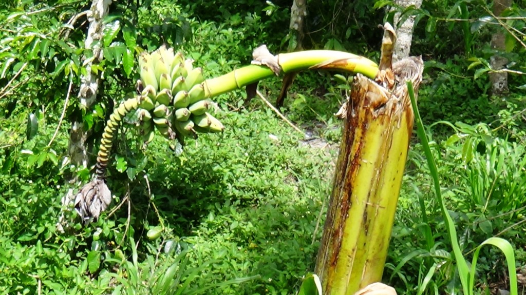 Pisang aneh_Iwan Melala