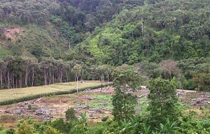 Lahan perkebunan Kemiri di Putri Betung mulai dialihkan menjadi lahan Kakao. (LGco_Anuar Syahadat)