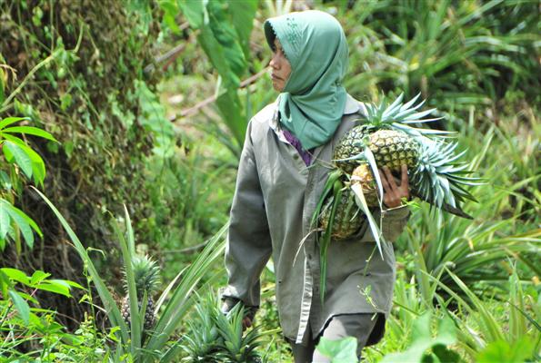 Salah seorang anak Bu Maryam sedang membawa hasil panen nenasnya. (LGco-Khalis)