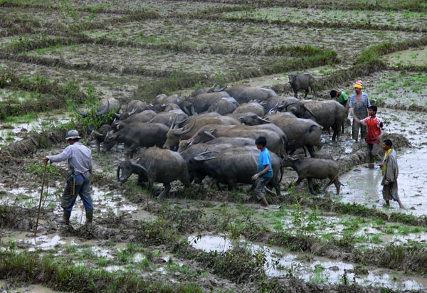 Aktivitas Mungoro yang direkam tahun bulan Juli 2007 lalu di Kampung Owaq Kecamatan Linge Aceh Tengah. (LGco_Khalisuddin)