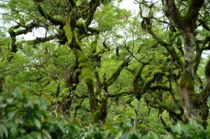 Pelindung kopi di Bener Meriah. (LGco_Khalis)