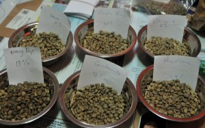 Sampel kopi bean dari Umang Gayo dengan sampel kopi dari negara lain. (LGco_Khalis)