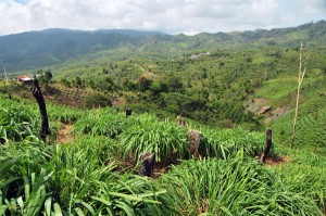 Hamparan kebun Sere Wangi
