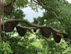 Foto : griyawisata.com