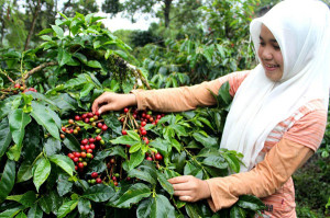 panen-kopi