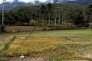 Kondisi persawahan pasca luapan sungai Aih Palok. (LGco_Anuar Syahadat)