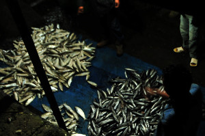 Penjualan ikan di Takengon. (LGco_Khalis)