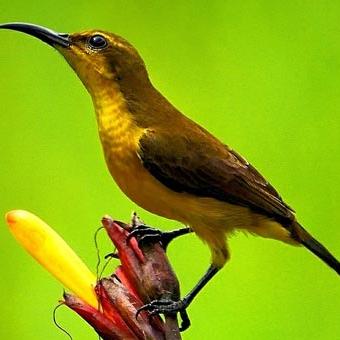Burung liar di Ketambe, Taman Nasional Gunung Leuser, Aceh. (BARRY KUSUMA)