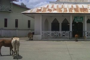 Sapi berkeliaran di Mushalla tco_Anuar Syahadat)