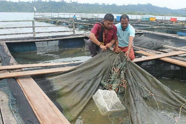 lobster simeulue