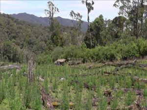 Ladang ganja yang ditemukan Dim Galus di Kecamatan Pining. (ist)
