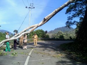 pohon tumbang di Puteri Betung