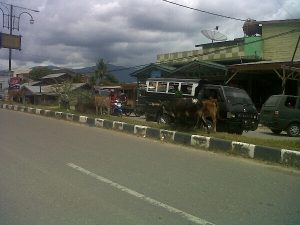 sapi di jalan