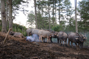 Kerbau-di-hutan-pinus-Takengon-Aceh-Tengah
