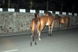 Serombongan kuda di tengah jalan Tan Saril, Takengon-Blangkejeren.