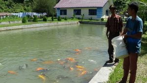 BBI Lawe Bekung