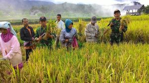 Babinsa Bantu Panen Padi Petani