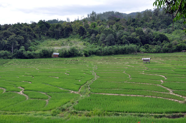 Persawahan di Linge