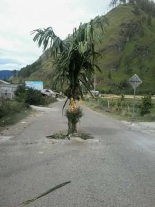 Tanam Pisang
