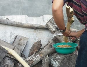 mengerut pohon uwing