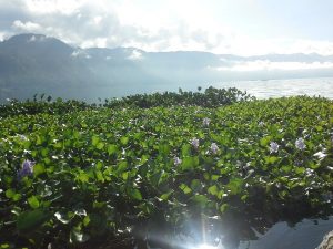 Ecek Gondok di tengah perairan danau lut tawar