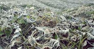 Hujan Es Merusak tanaman